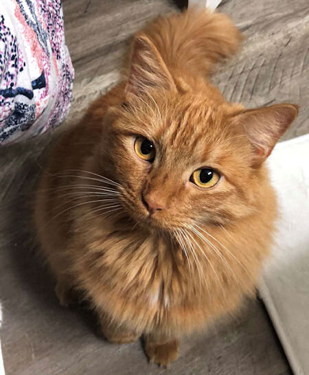 4 Exciting Things Near Our Upcoming Live Podcast In London