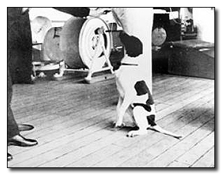 5 Of the Most Badass Soldiers Ever (Happened to be Dogs)