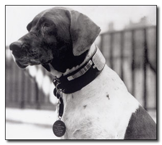 5 Of the Most Badass Soldiers Ever (Happened to be Dogs)