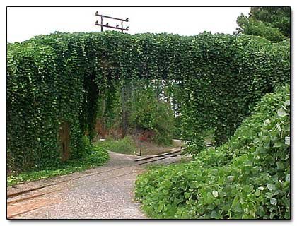 5 Species That Seem to be Trying to Take Over the Earth