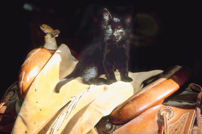 4 Reasons Average Gamers Become Obsessive Fanboys