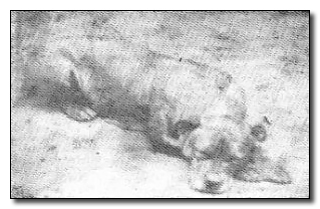 5 Of the Most Badass Soldiers Ever (Happened to be Dogs)