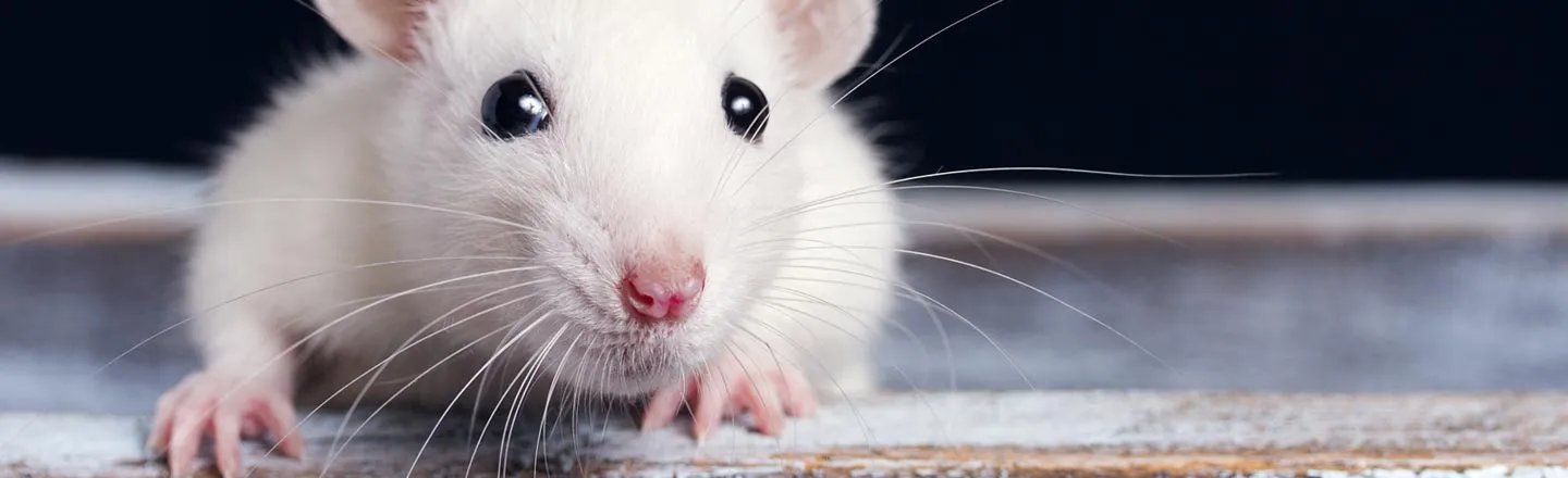 Rats Can Drive Now, Thanks To Froot Loops And Science