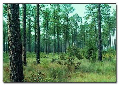 5 Species That Seem to be Trying to Take Over the Earth