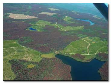 5 Species That Seem to be Trying to Take Over the Earth