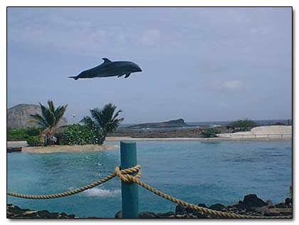 5 Species That Seem to be Trying to Take Over the Earth