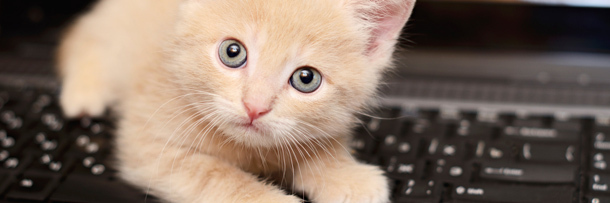 4 Trends That Have Overstayed Their Internet Welcome