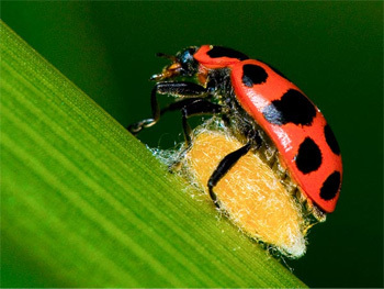 5 More Creepy Ways Animals Have Mastered Mind Control