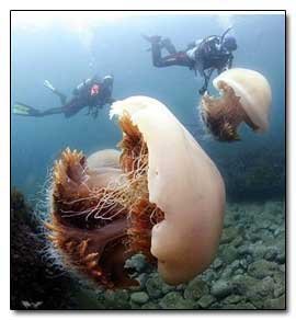 5 Species That Seem to be Trying to Take Over the Earth