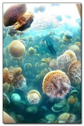 5 Species That Seem to be Trying to Take Over the Earth