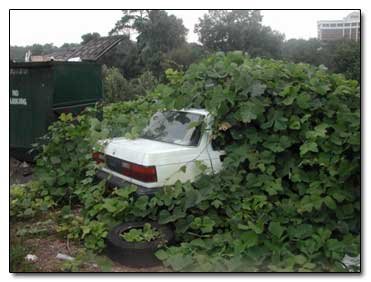 5 Species That Seem to be Trying to Take Over the Earth