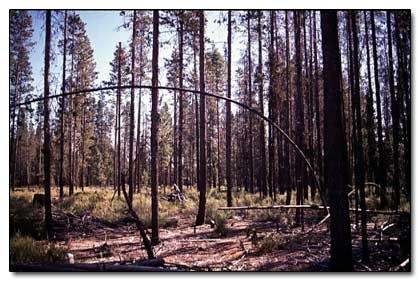 5 Species That Seem to be Trying to Take Over the Earth