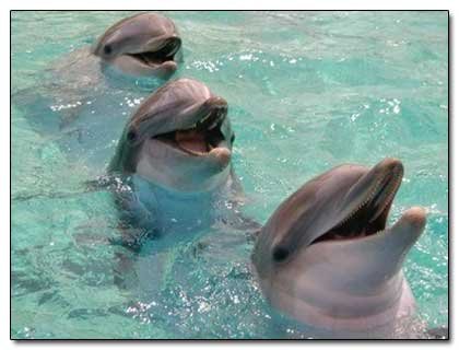 5 Species That Seem to be Trying to Take Over the Earth