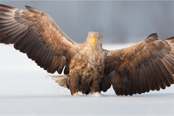 5 Good Ideas That Flew Off The Rails Hilariously