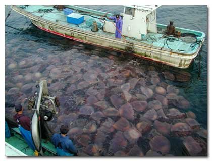 5 Species That Seem to be Trying to Take Over the Earth