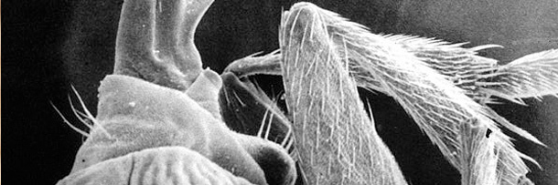 5 More Creepy Ways Animals Have Mastered Mind Control