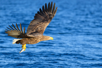 5 Good Ideas That Flew Off The Rails Hilariously