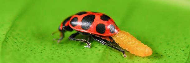 5 More Creepy Ways Animals Have Mastered Mind Control