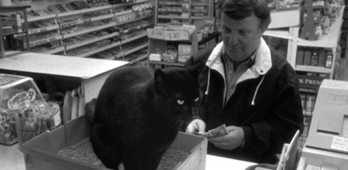 Clerks Cat