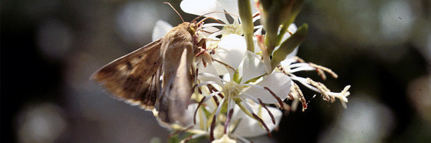 5 More Creepy Ways Animals Have Mastered Mind Control