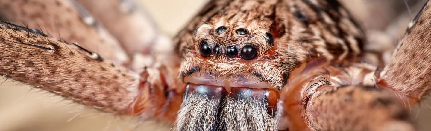 5 Horrific Things You Didn't Know Spiders Can Do To You
