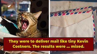 For A Hot Second, Belgium Relied On Cats To Deliver The Mail