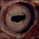 13 Real Animals Lifted Directly Out of Your Nightmares