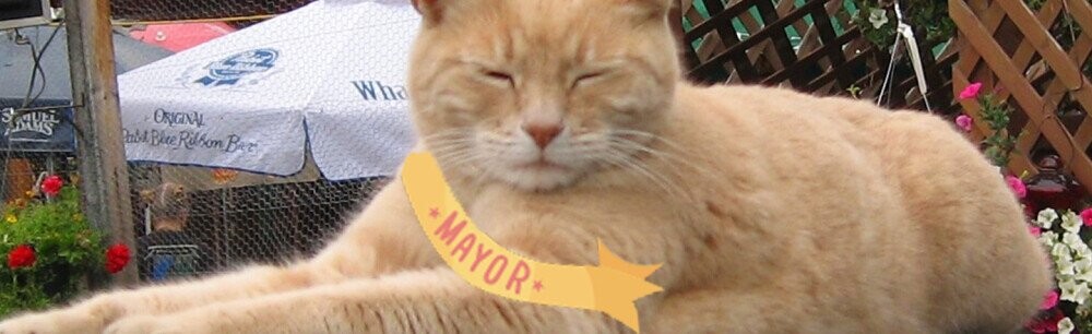 Meet Mr. Stubbs, Alaska's Cat Mayor