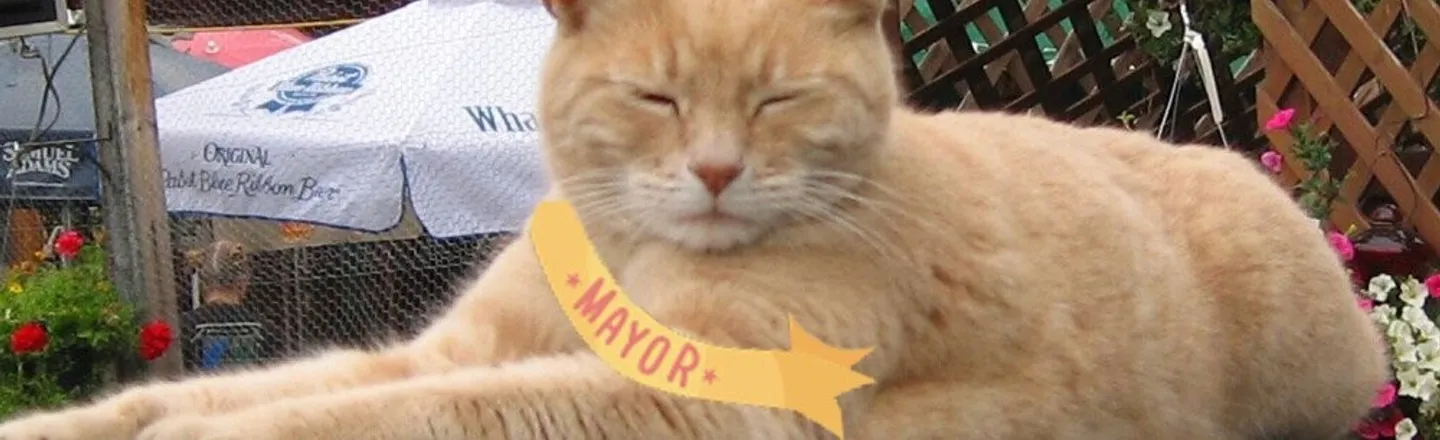 Meet Mr. Stubbs, Alaska's Cat Mayor