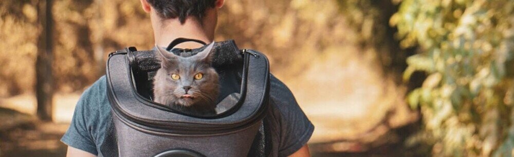 Cat People Need Deals, Too