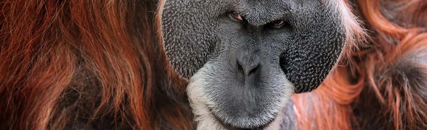 Creepy Fact: Orangutans Can Use 'Hitmen'