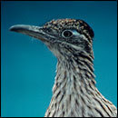 Cracked Round-Up: Shakespeare in the Office Edition