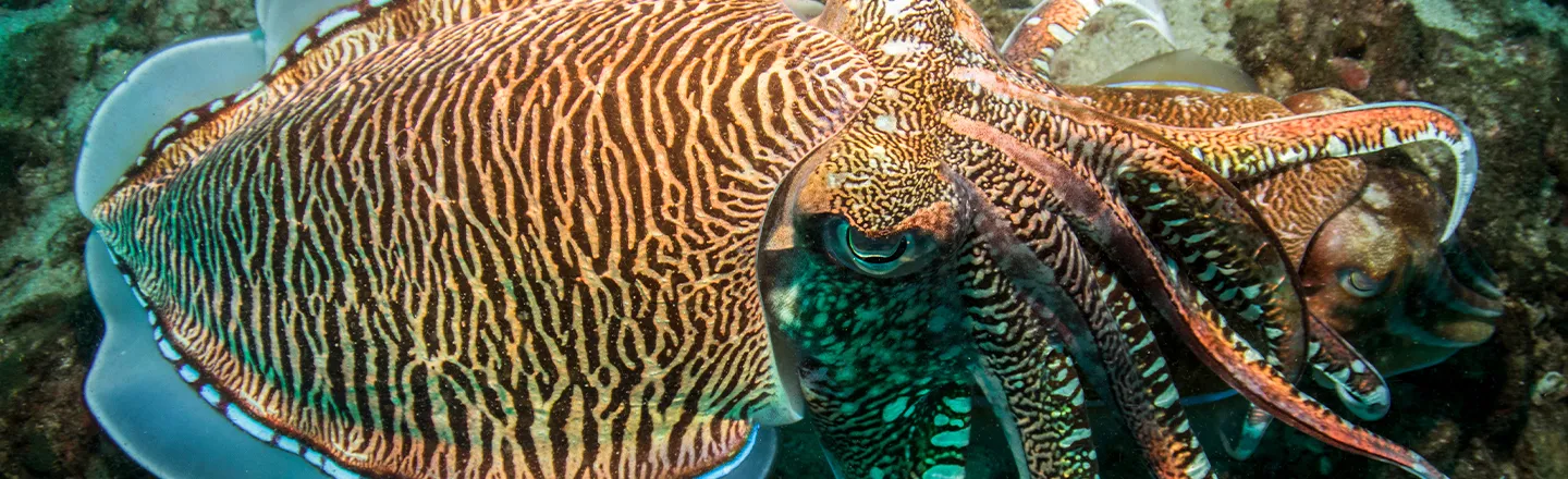 Cuttlefish Pass Test Designed To Measure Children's Willpower