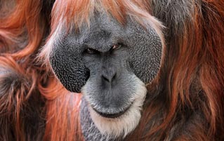 Creepy Fact: Orangutans Can Use 'Hitmen'