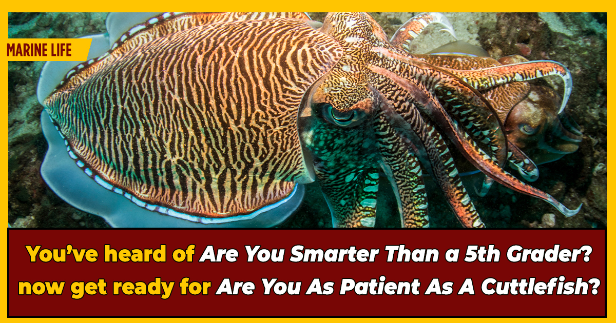 Cuttlefish Pass Test Designed To Measure Children's Willpower | Cracked.com