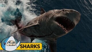 4 Megalodon And Other Shark Myths, Debunked