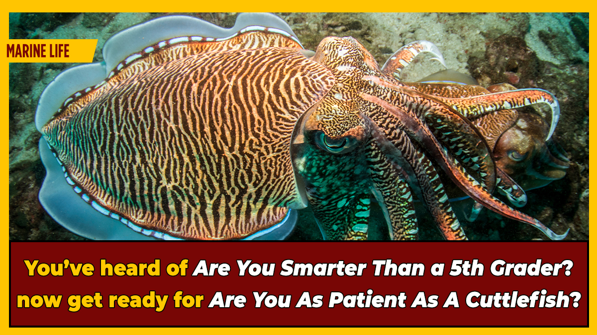 Cuttlefish Pass Test Designed To Measure Children's Willpower