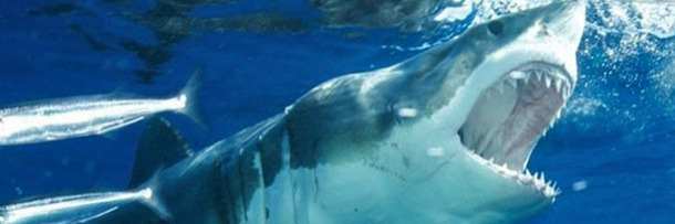 5 Balls-Out Insane Competitions You Won't Believe Are Real 