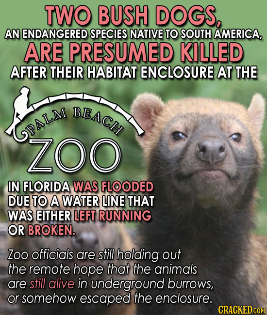 TWO BUSH DOGS, AN ENDANGERED SPECIES NATIVE TO SOUTH AMERICA, ARE PRESUMED KILLED AFTER THEIR HABITAT ENCLOSURE AT THE BEACH GPALM ZOO IN FLORIDA WAS 