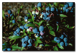 The 6 Most Horrifying Lies The Food Industry is Feeding You