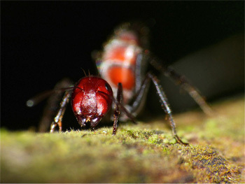 6 Horrifying Bugs That Forgot To Follow The Rules Of Nature Cracked Com