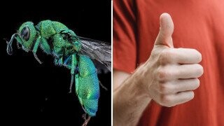 A Definitive Ranking Of The 15 Coolest Bugs