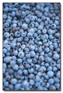 The 6 Most Horrifying Lies The Food Industry is Feeding You