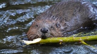 How 200,000 Beavers Took Over Part Of Argentina