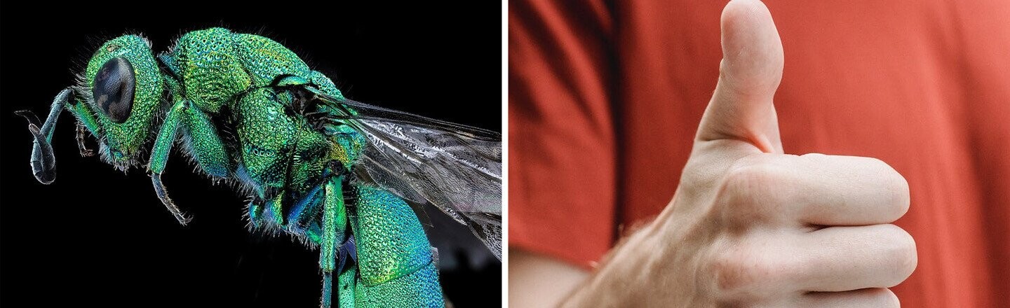 A Definitive Ranking Of The 15 Coolest Bugs