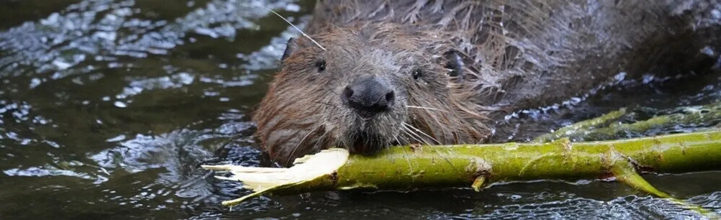 How 200,000 Beavers Took Over Part Of Argentina