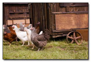 The 6 Most Horrifying Lies The Food Industry is Feeding You