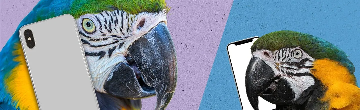 There Is No Excuse Left to Not Call Your Parents: Parrots That FaceTime Each Other Are Less Lonely