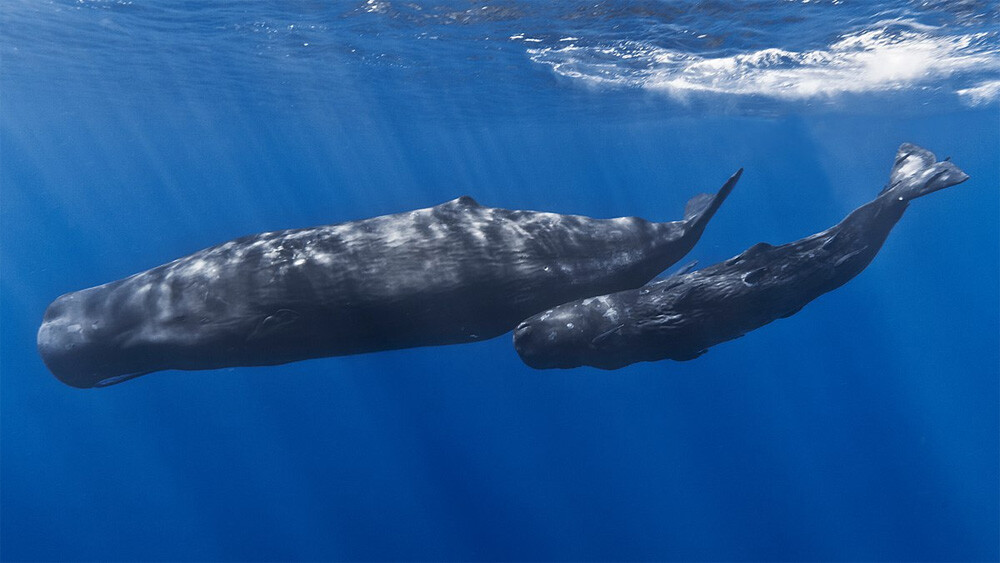 Mother sperm whale and her baby