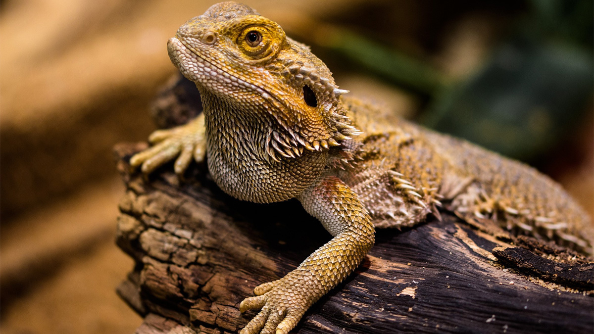 Pizza-Fueled Lizard Broke The Constipation Record, RIP